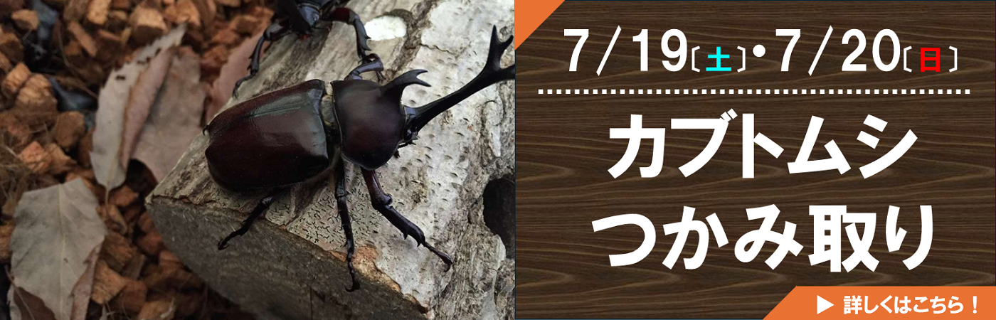 カブトムシつかみ取り