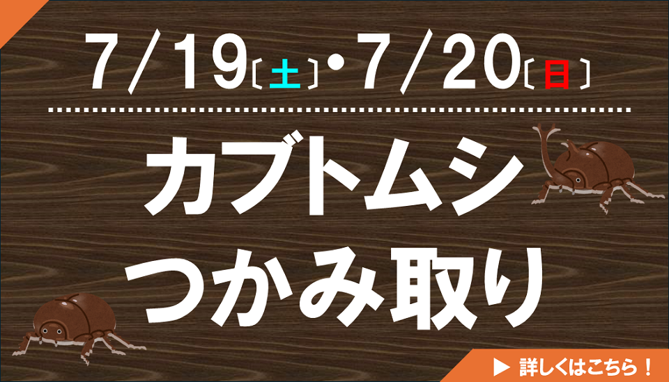カブトムシつかみ取り
